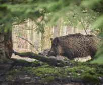 V lokalitě Bahnivka bude probíhat lov divokých prasat na nehonebních pozemcích V lokalitě Bahnivka bude probíhat lov divokých prasat na nehonebních pozemcích