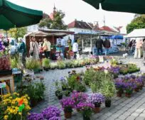 V sobotu 12. září se farmářské trhy kvůli Městským slavnostem nekonají. V sobotu 12. září se farmářské trhy kvůli Městským slavnostem nekonají.