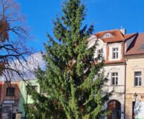 Vánoční strom už stojí na Masarykově náměstí. Společně jej rozsvítíme první adventní neděli 30. listopadu. Vánoční strom už stojí na Masarykově náměstí. Společně jej rozsvítíme první adventní neděli 30. listopadu.