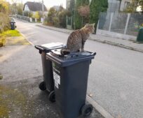 Město pomůže seniorům s poplatkem za odpad. Zažádat mohou o dar ve výši 1000 korun. Město pomůže seniorům s poplatkem za odpad. Zažádat mohou o dar ve výši 1000 korun.
