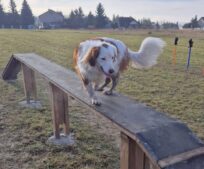 Už jste vyzkoušeli nové mini psí hřiště nedaleko nového trailu (louka u Olivovy ulice a MŠ Čtyřlístek)?